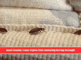 Insect Invasion: 5 west virginia Cities Combatting Bed Bug Onslaught