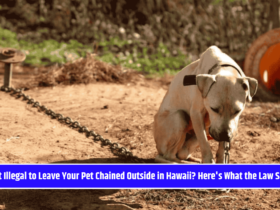 Is It Illegal to Leave Your Pet Chained Outside in Hawaii? Here's What the Law Says