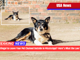 Is It Illegal to Leave Your Pet Chained Outside in Mississippi? Here's What the Law Says