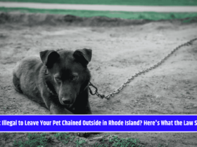 Is It Illegal to Leave Your Pet Chained Outside in Rhode Island? Here's What the Law Says